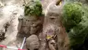 Guatemala'da 3000 Yıllık Maya Şehri Keşfedildi!